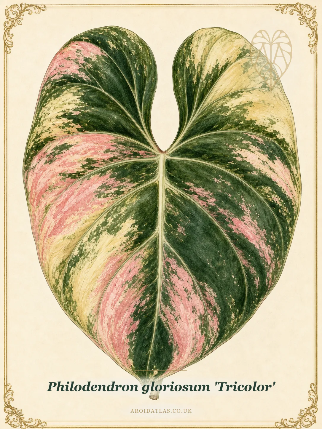 Philodendron gloriosum 'Tricolor'