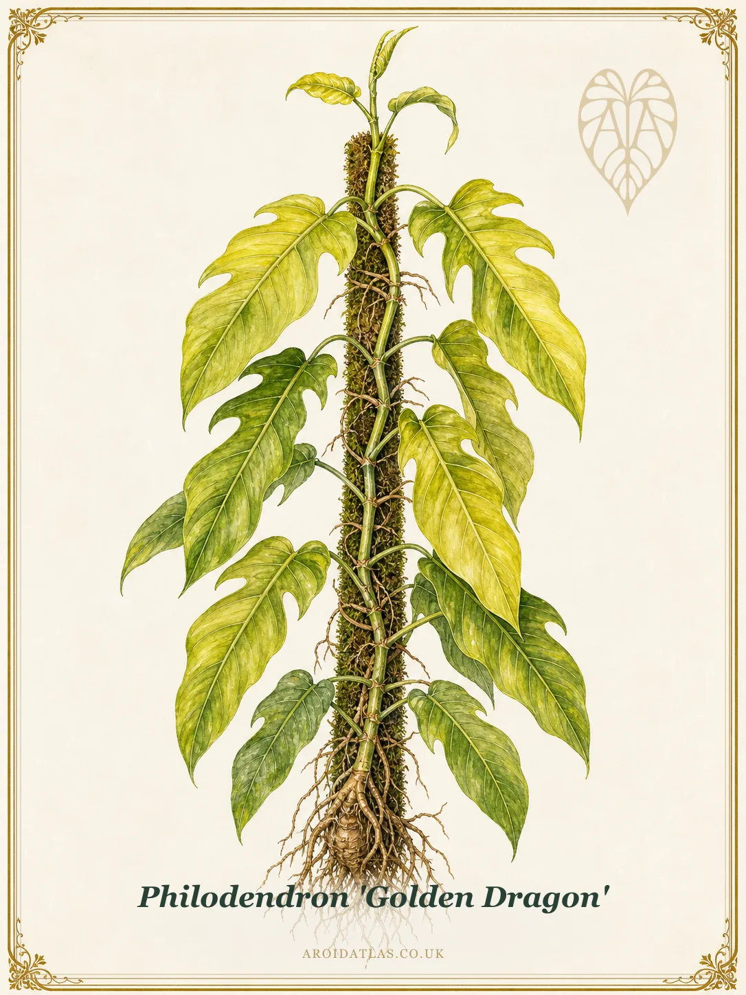 Golden Dragon Philodendron