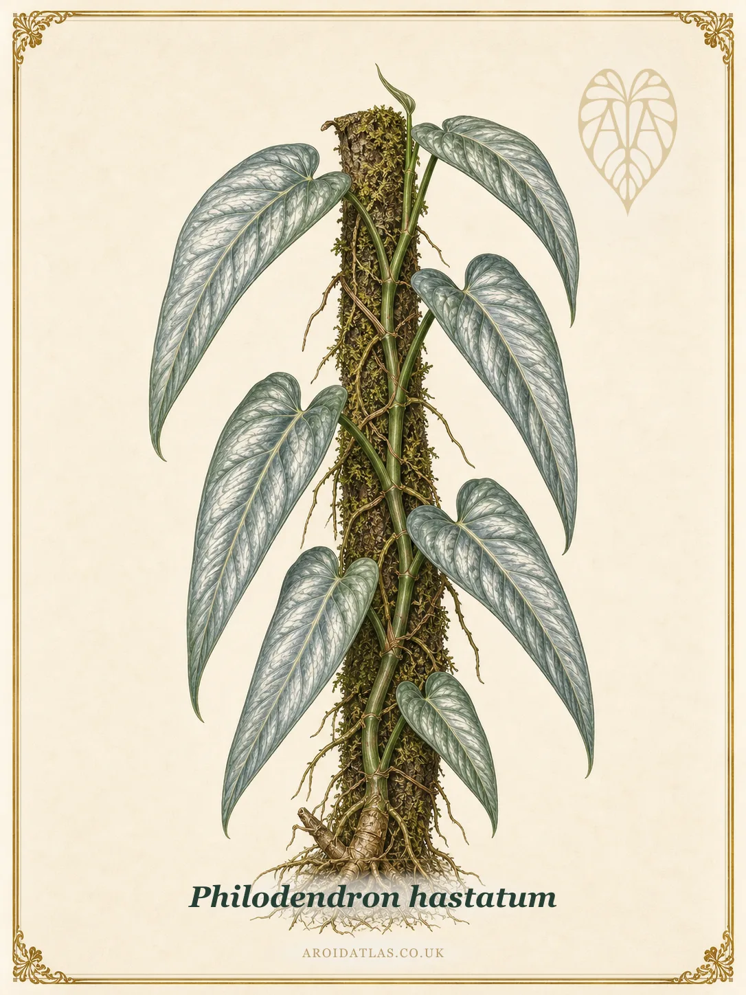 Silver Sword Philodendron