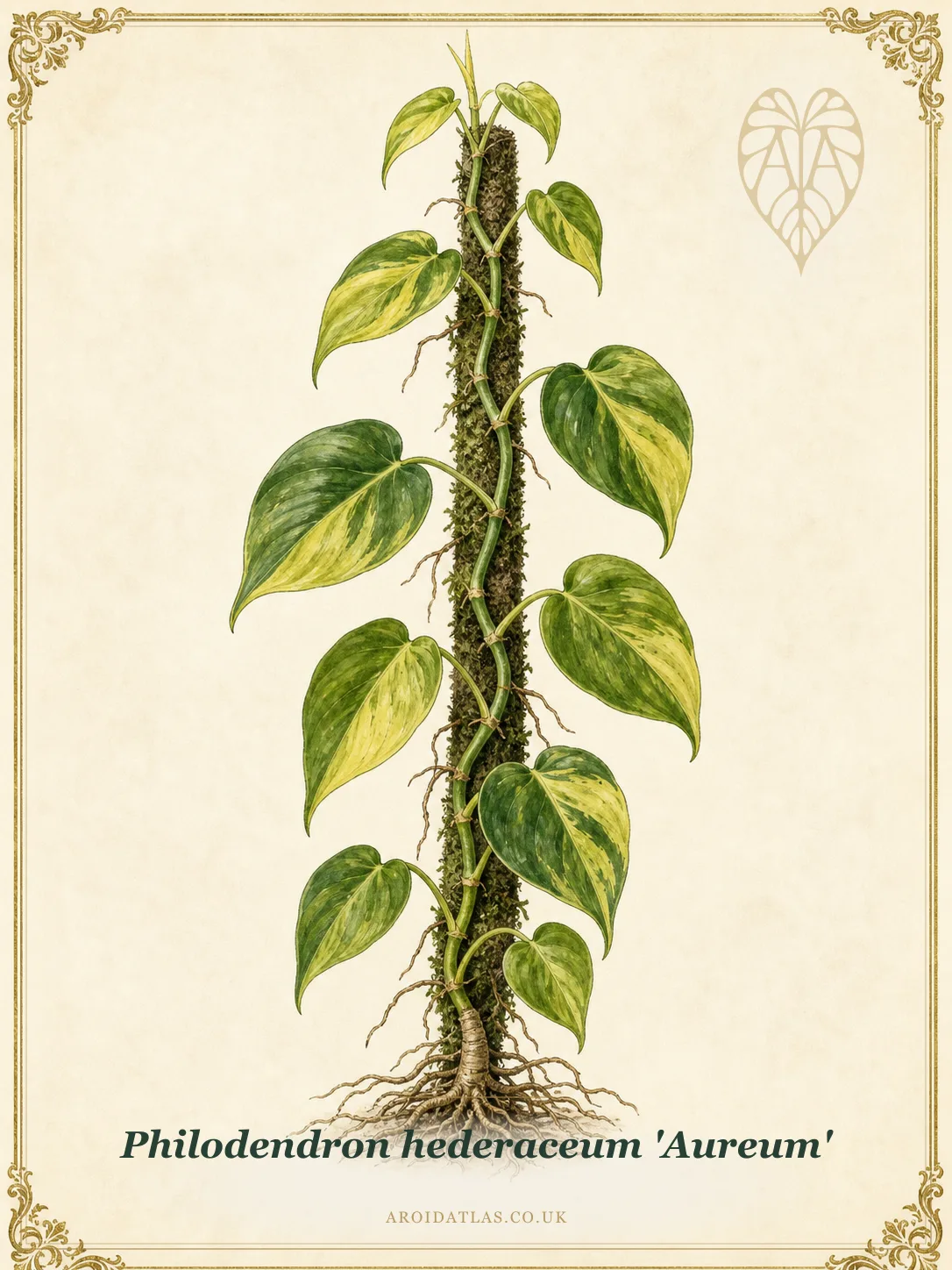 Lemon Lime Heartleaf Philodendron