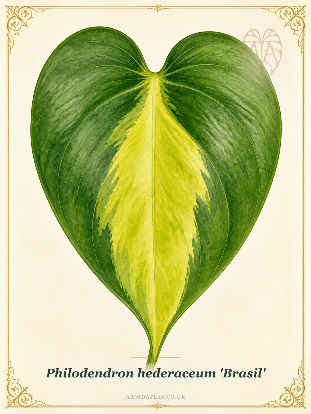 Brasil Heartleaf Philodendron