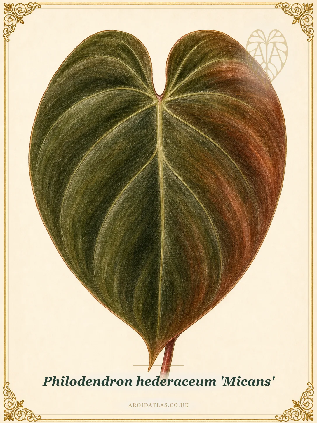 Velvet Leaf Philodendron