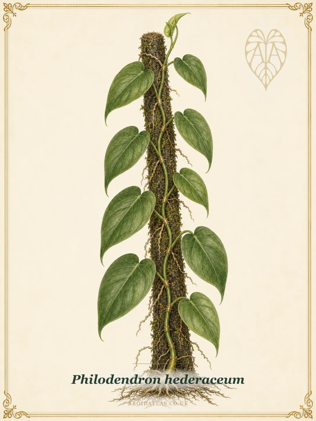 Heartleaf Philodendron