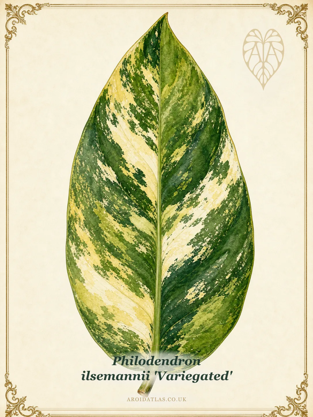 Ilsemannii Variegated Philodendron