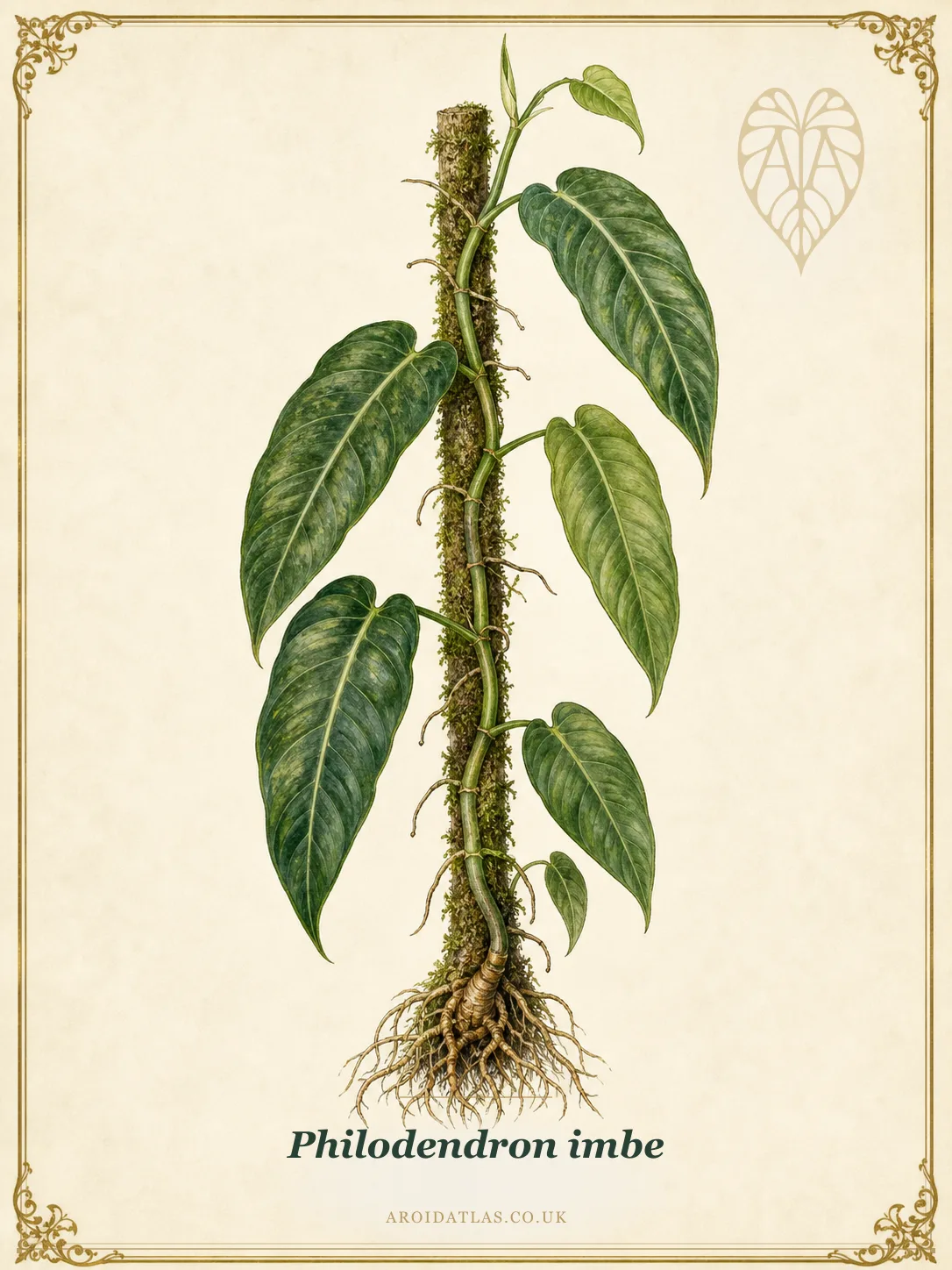 Imbe Philodendron