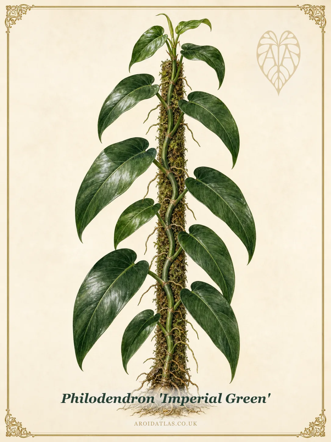Imperial Green Philodendron