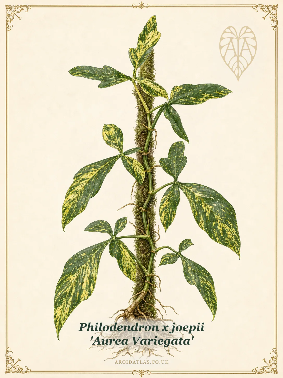 Variegated Joepii Philodendron