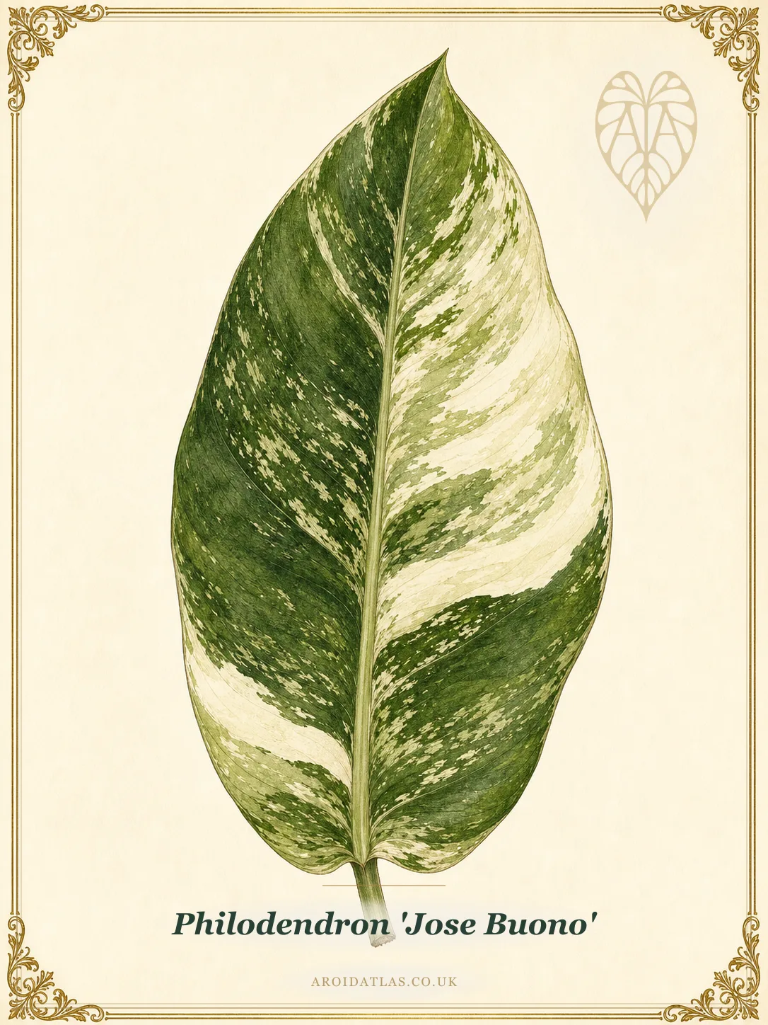Jose Buono Philodendron
