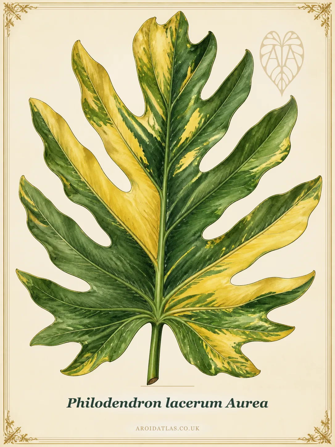 Aurea Lobed Leaf Philodendron