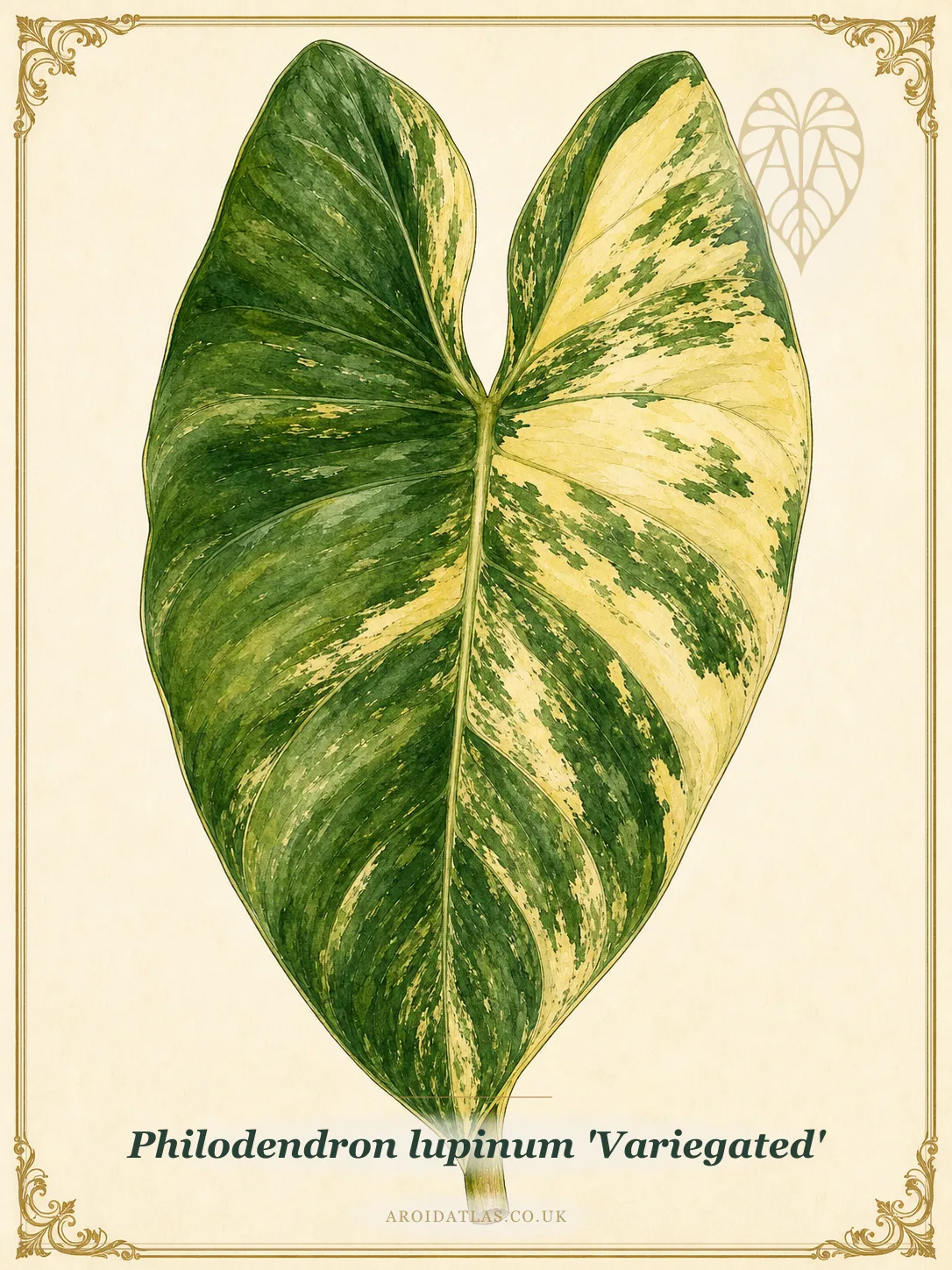 Variegated Lupinum Philodendron