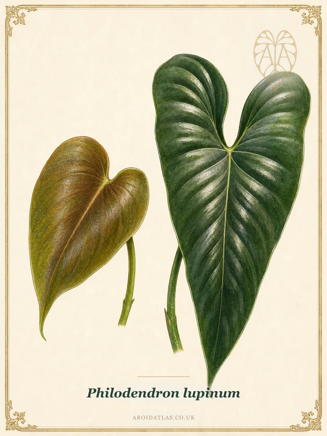 Lupinum Philodendron