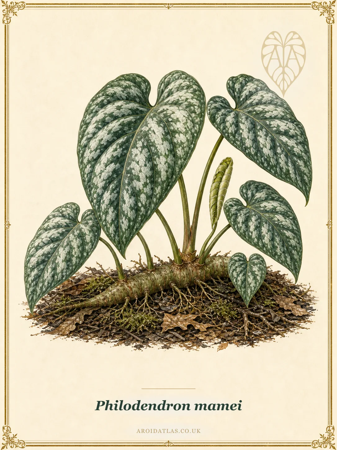 Philodendron mamei