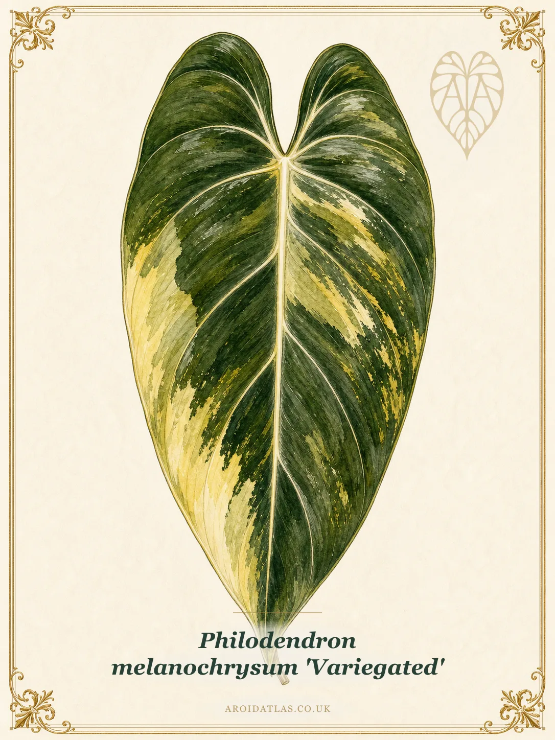 Variegated Melanochrysum Philodendron