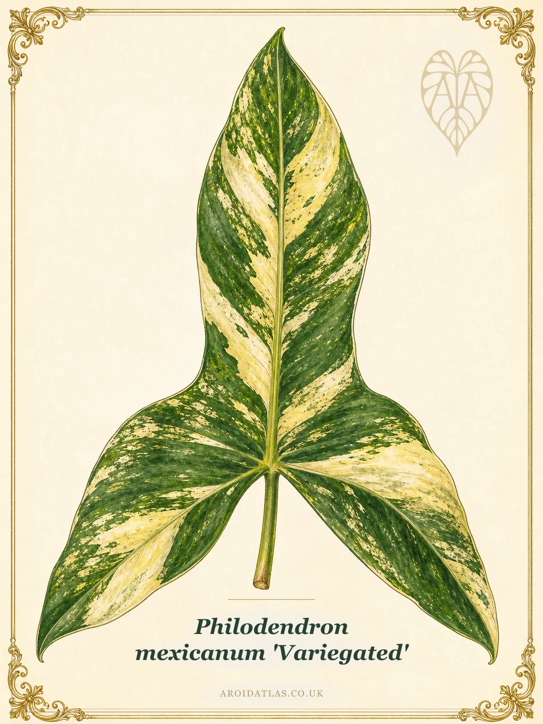 Variegated Mexicanum Philodendron