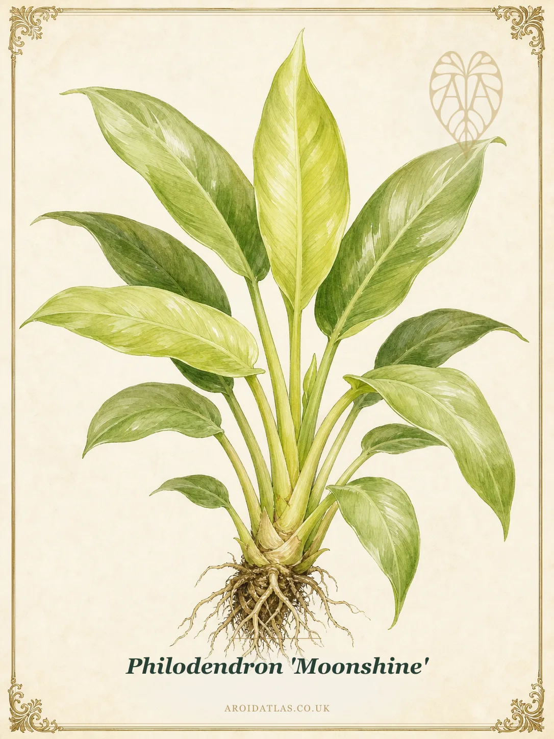Moonshine Philodendron