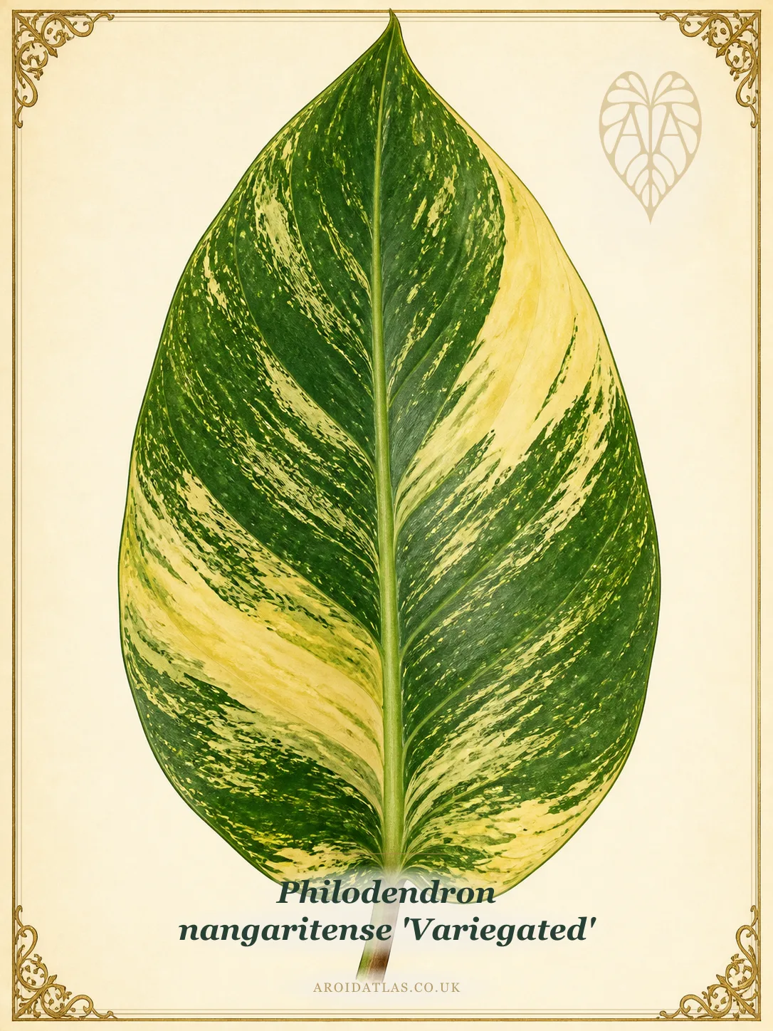 Variegated Nangaritense Philodendron