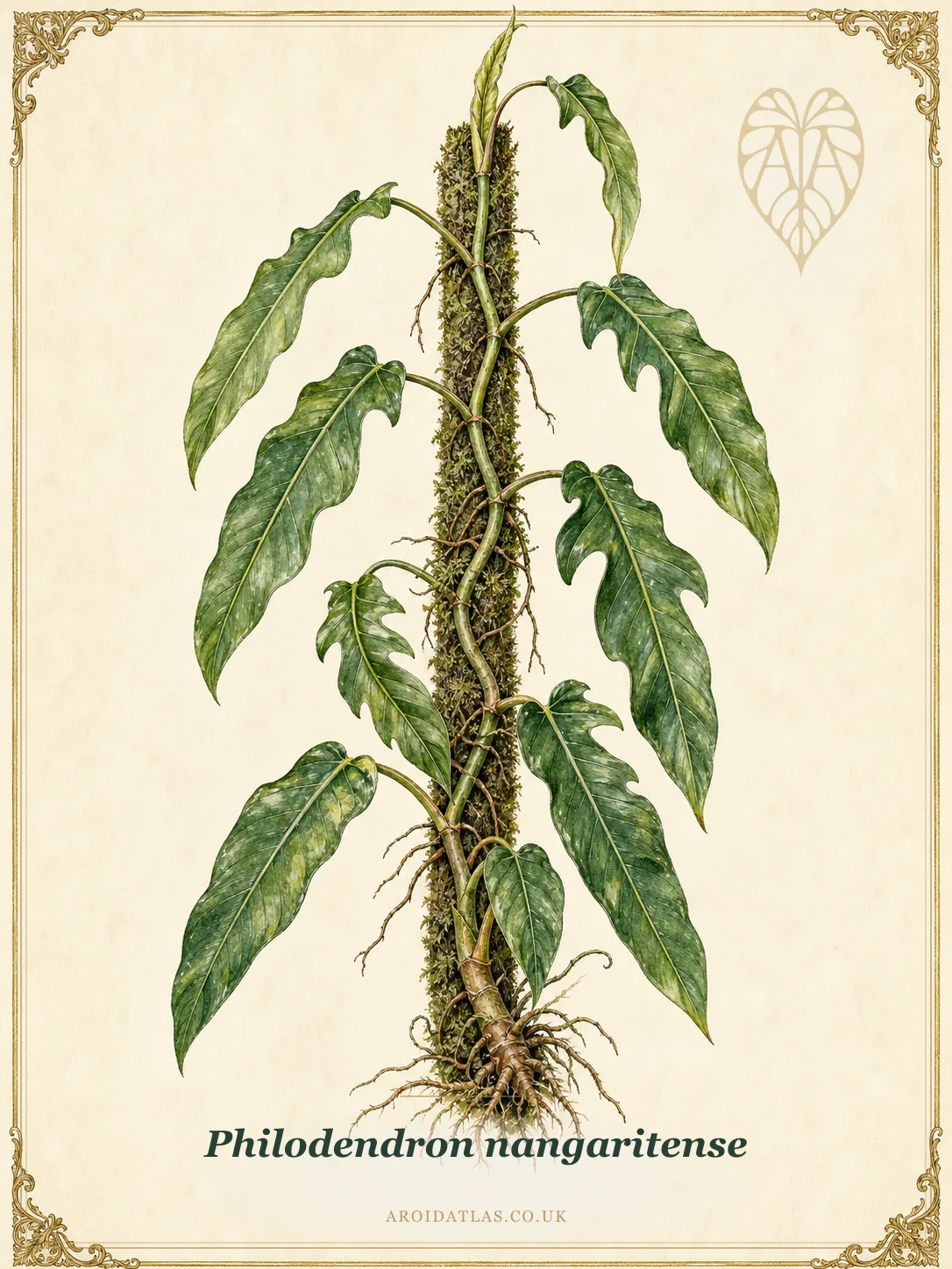 Nangaritense Philodendron
