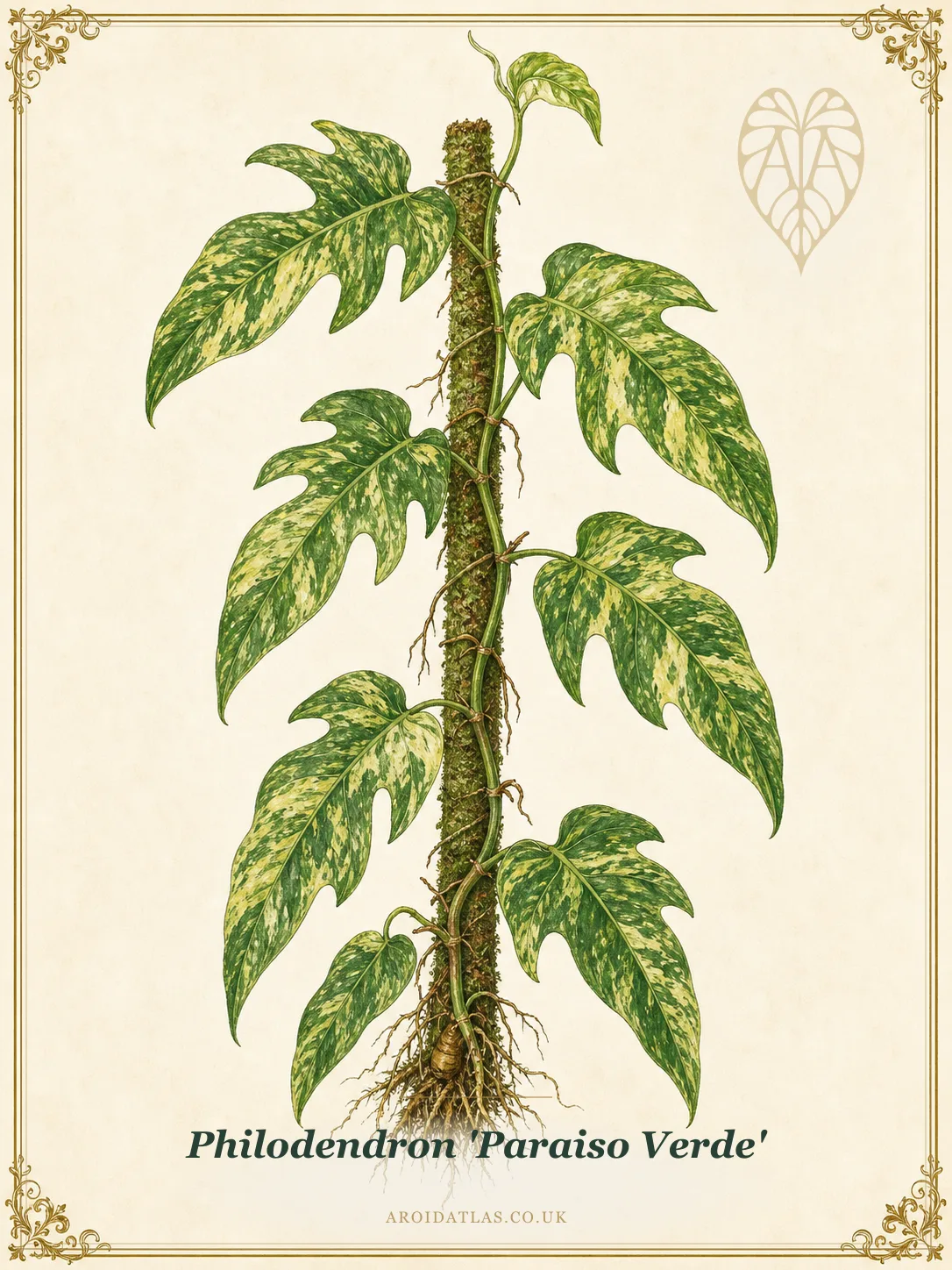 Paraiso Verde Philodendron