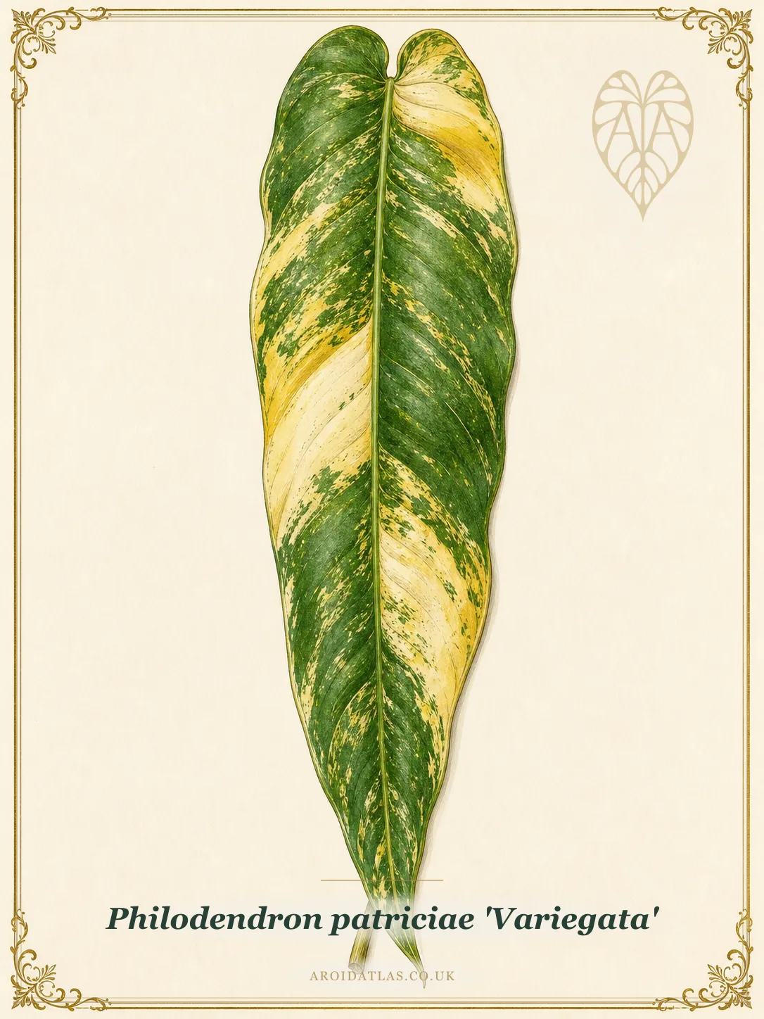 Variegated Patriciae Philodendron