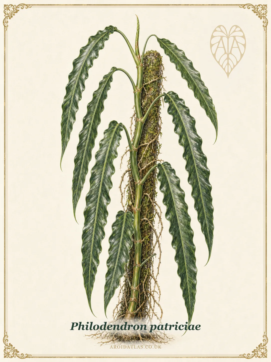 Patricia's Philodendron