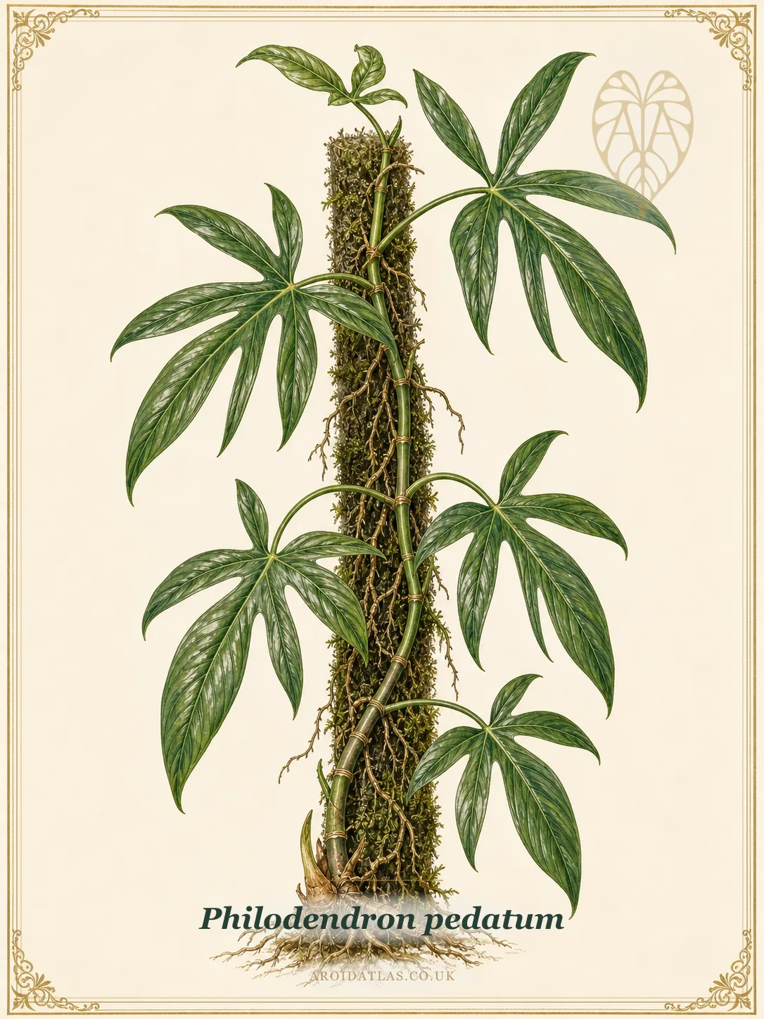 Philodendron Pedatum