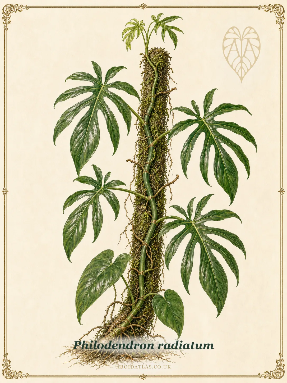 Philodendron radiatum