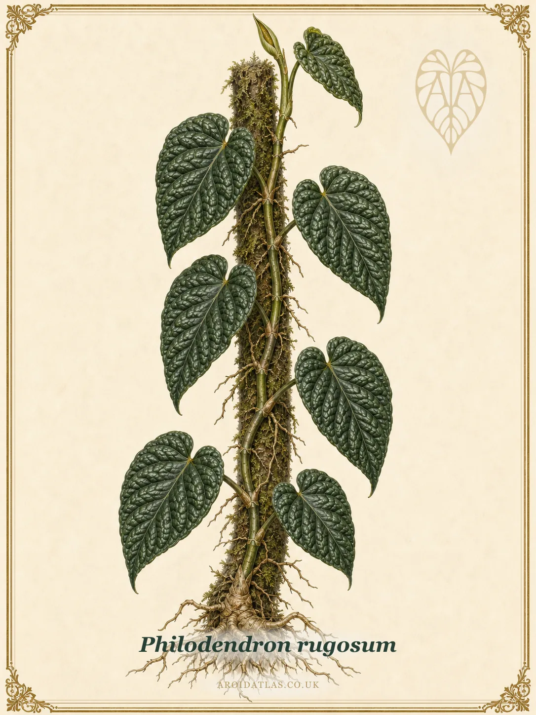 Pigskin Philodendron