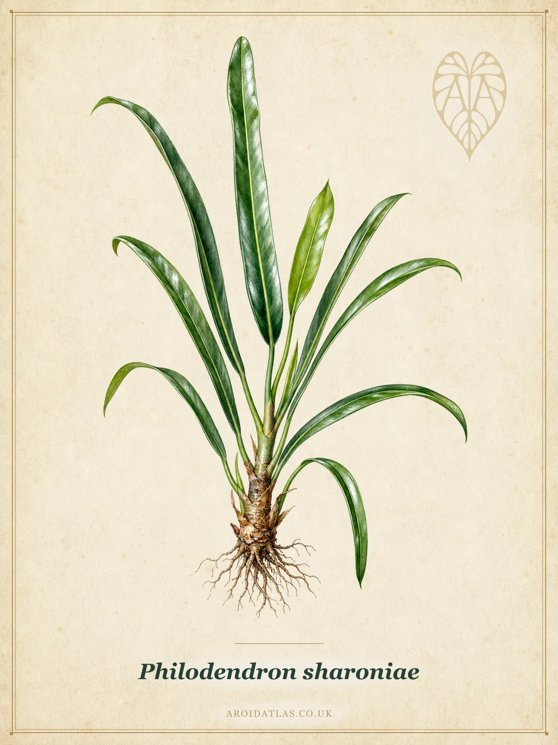 Philodendron sharoniae (Sharon's Philodendron) botanical specimen illustration