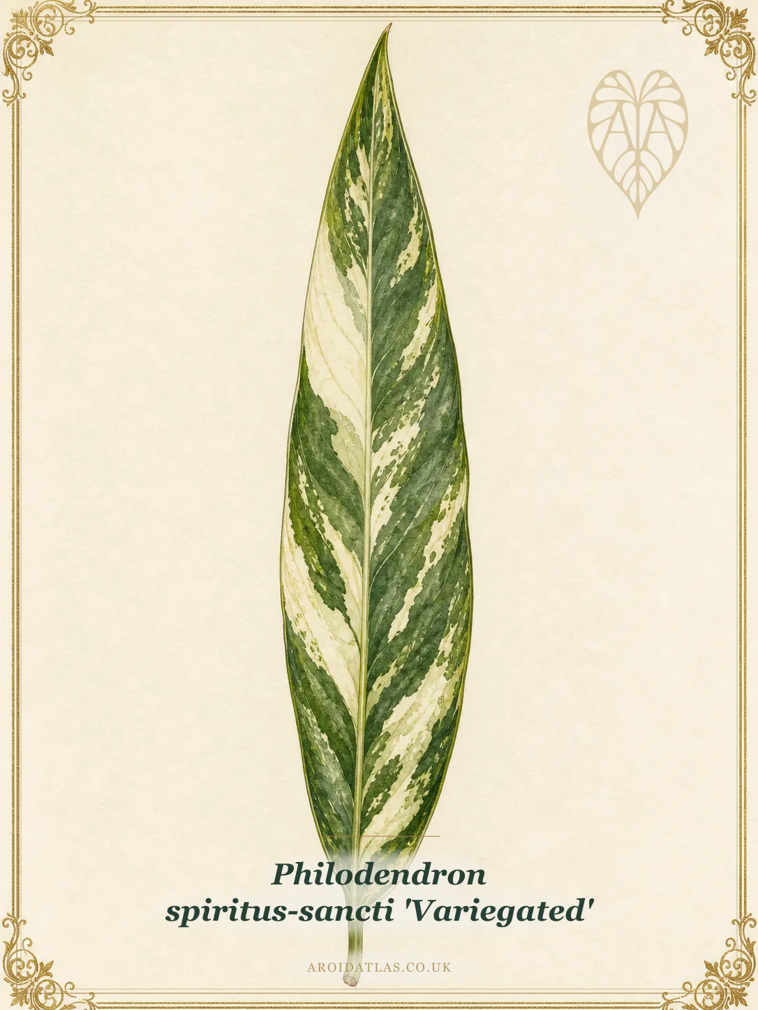 Variegated Holy Spirit Philodendron