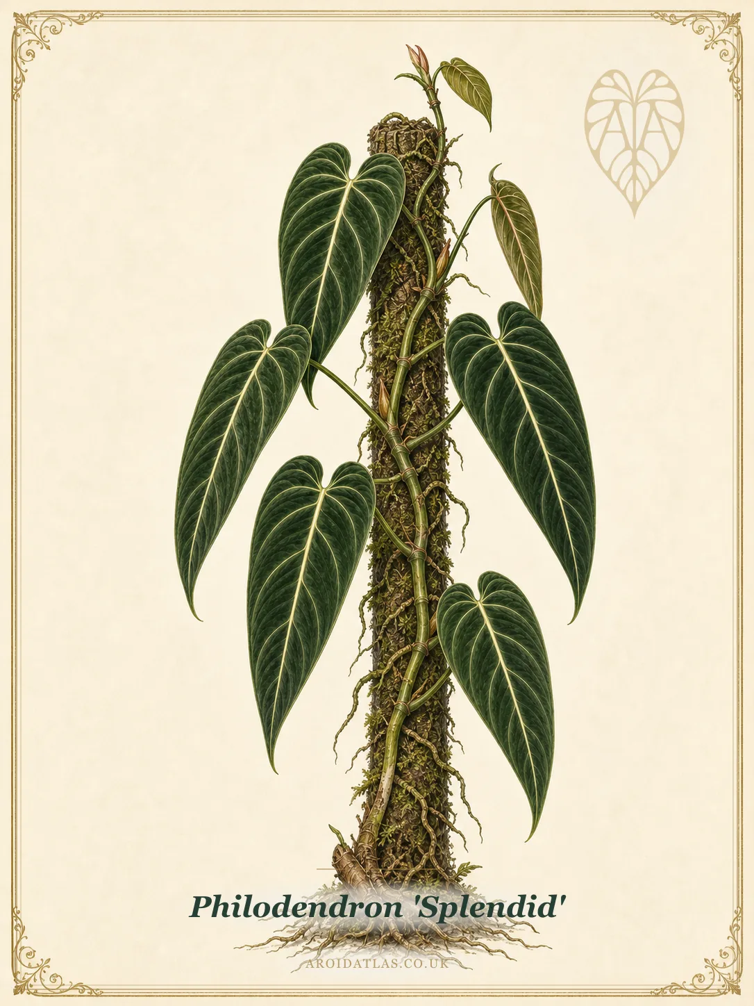 Splendid Philodendron