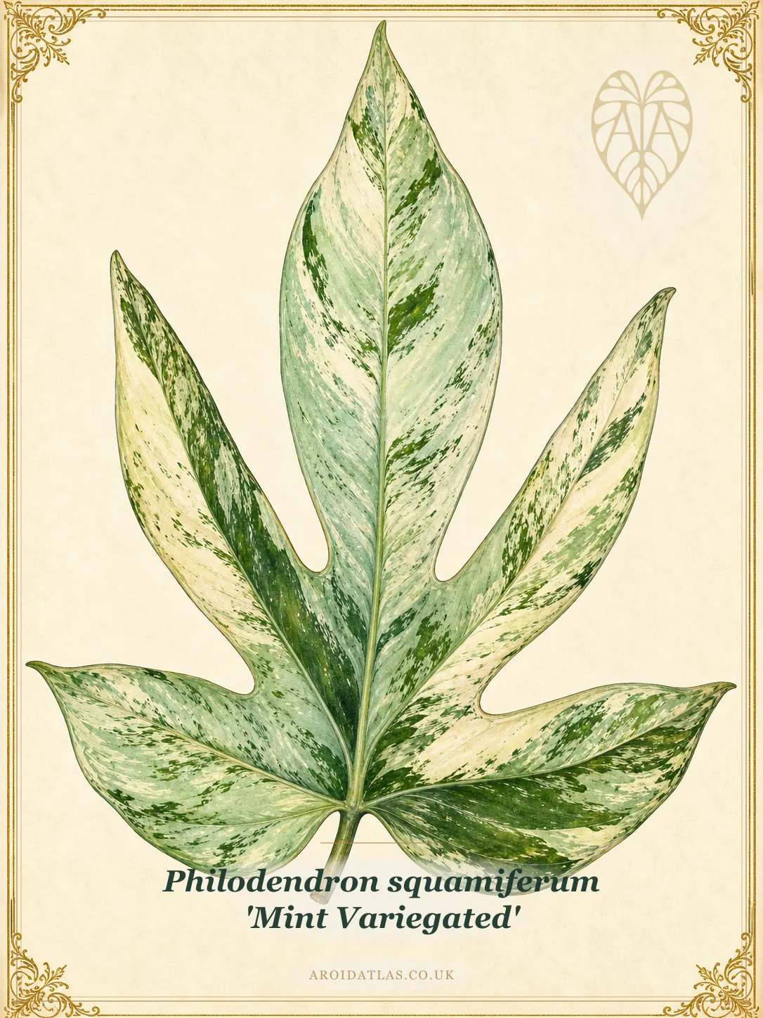 Mint Variegated Squamiferum