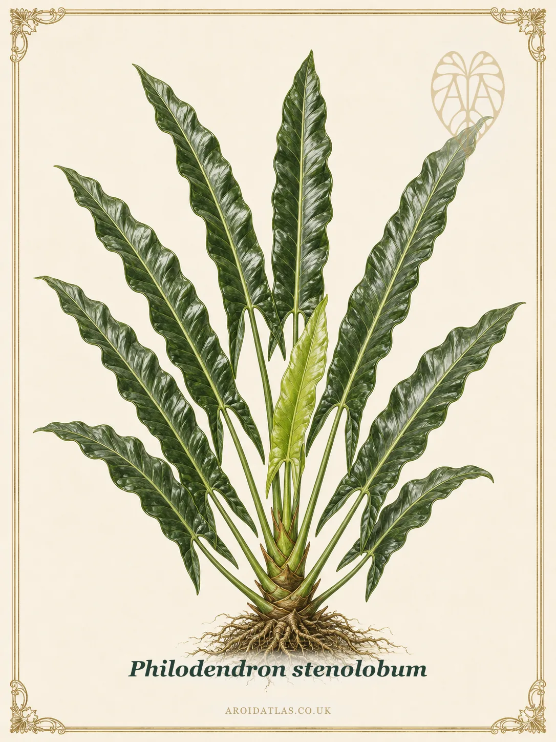 Philodendron stenolobum
