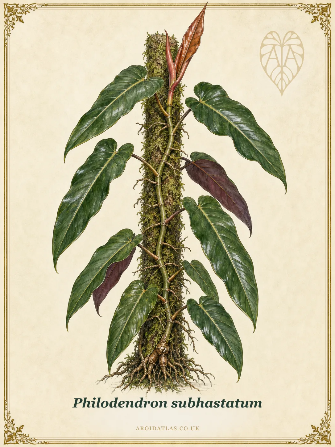 Arrow-Leaf Philodendron