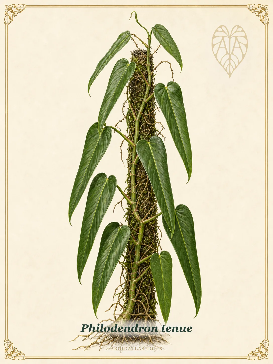 Ribbed Tenue Philodendron