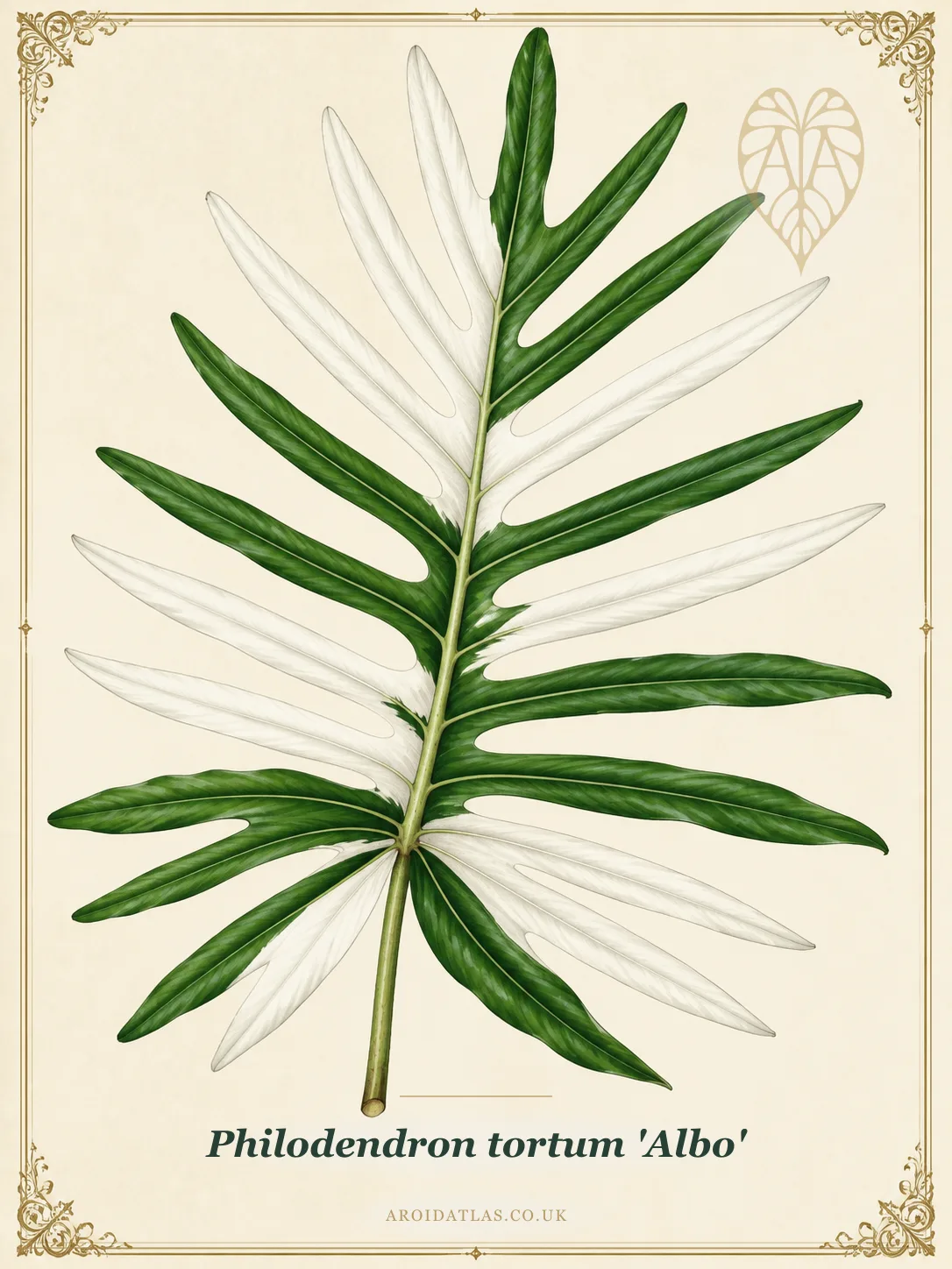 Albo Skeleton Key Philodendron