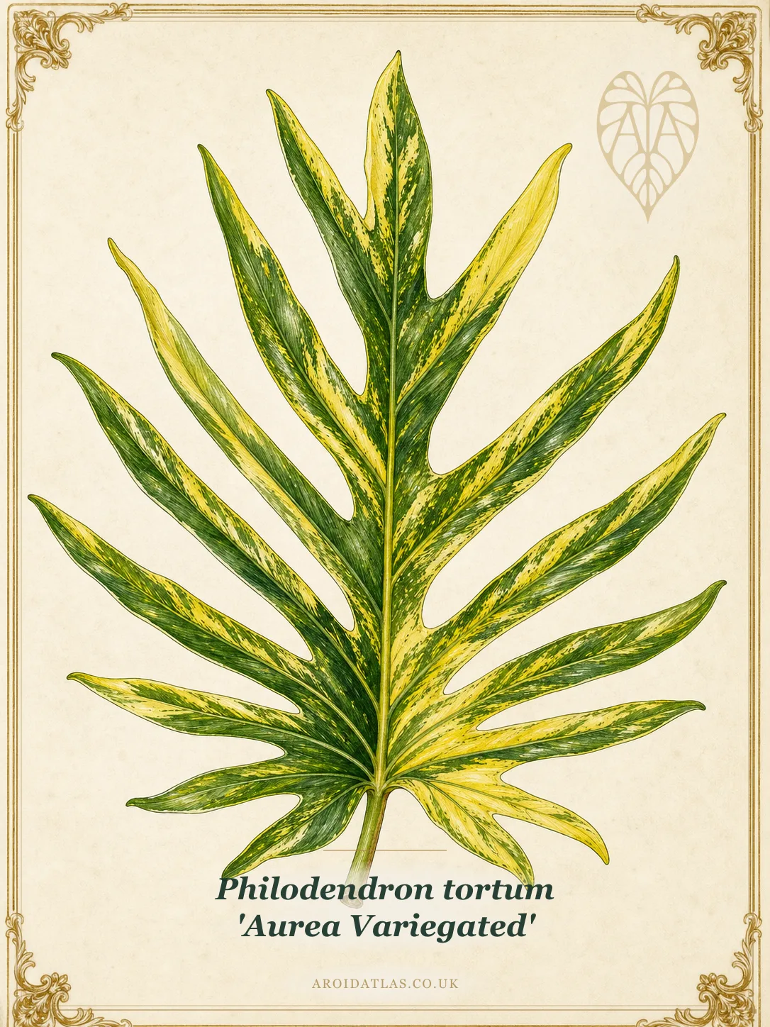 Aurea Variegated Tortum
