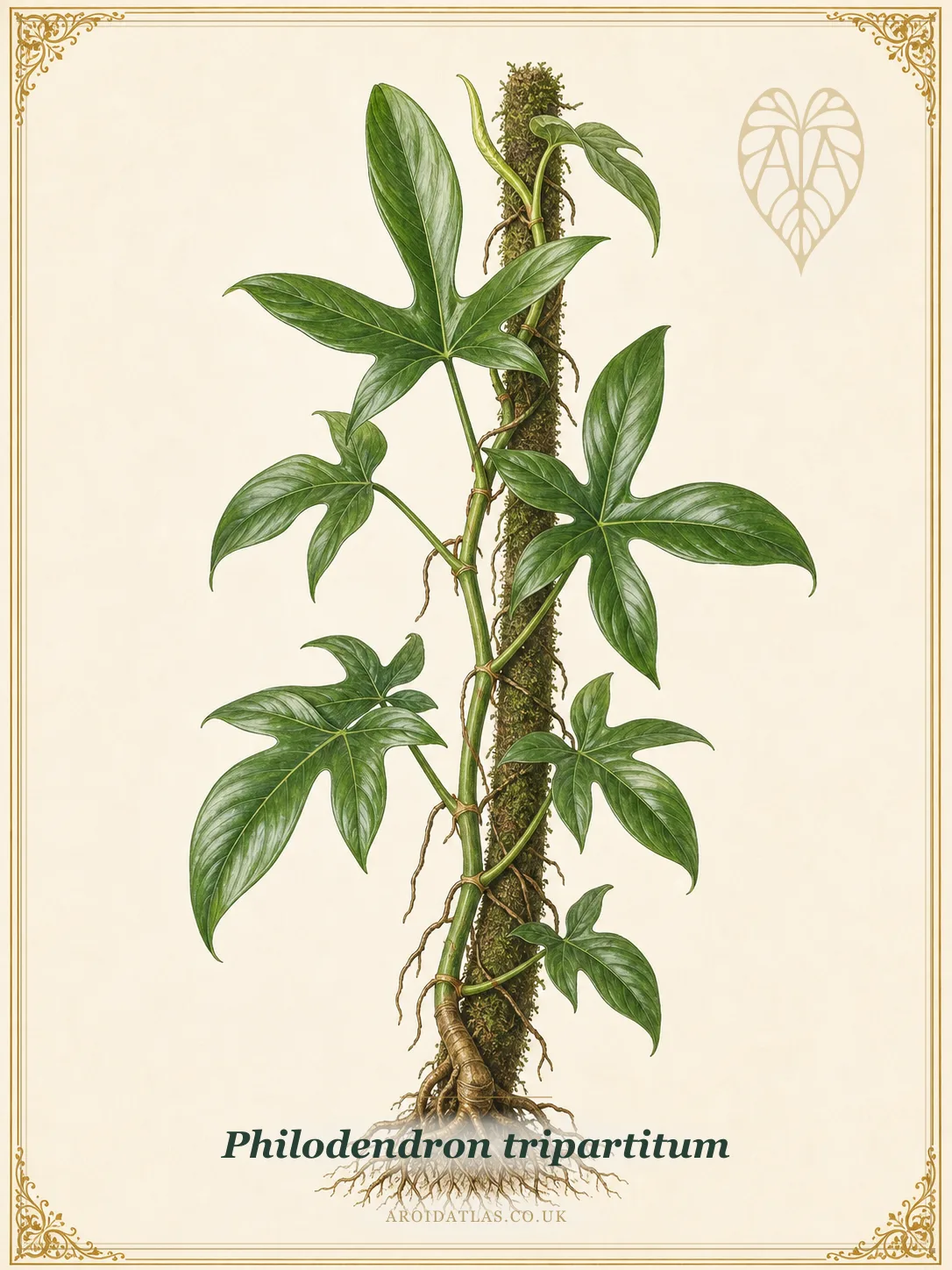 Tripartitum Philodendron