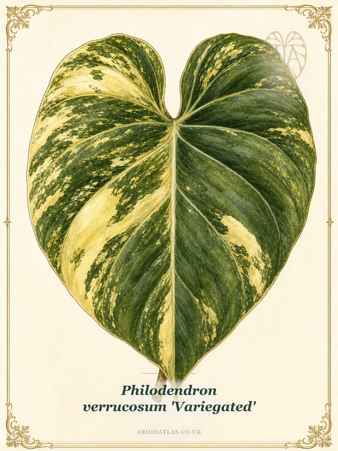 Variegated Verrucosum Philodendron