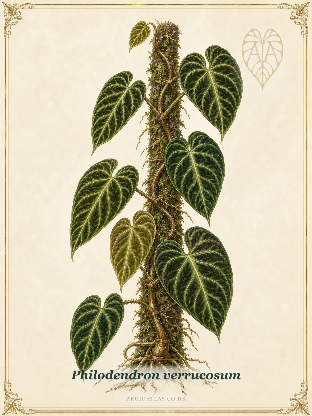 Verrucosum Philodendron