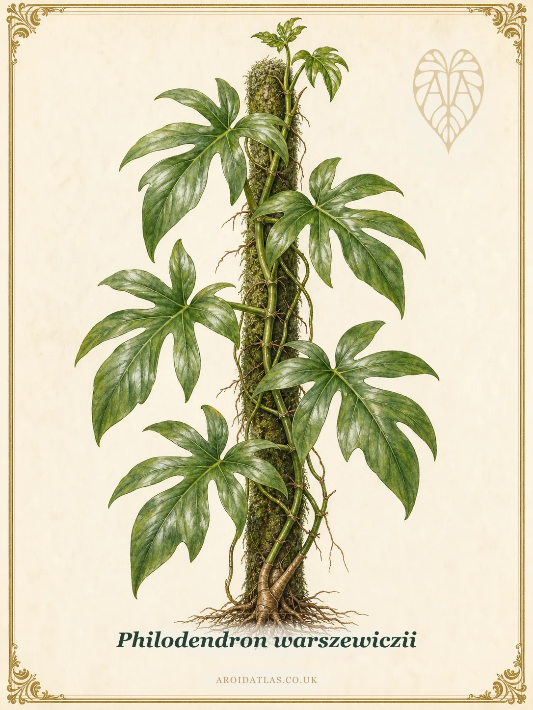 Warszewicz's Philodendron