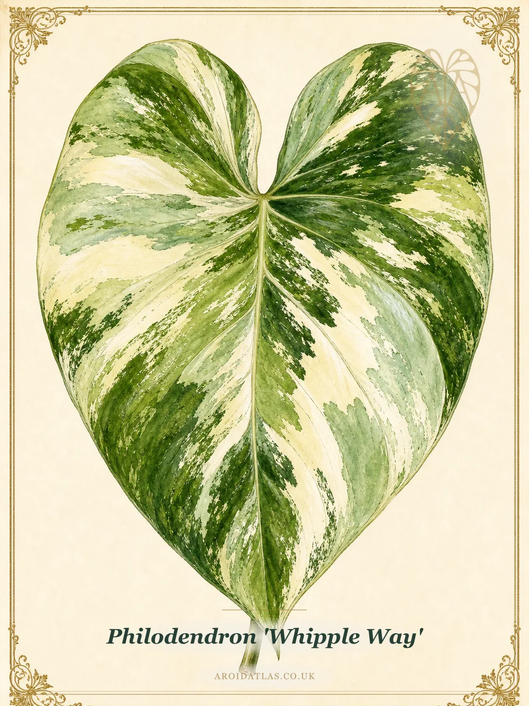 Whipple Way Philodendron