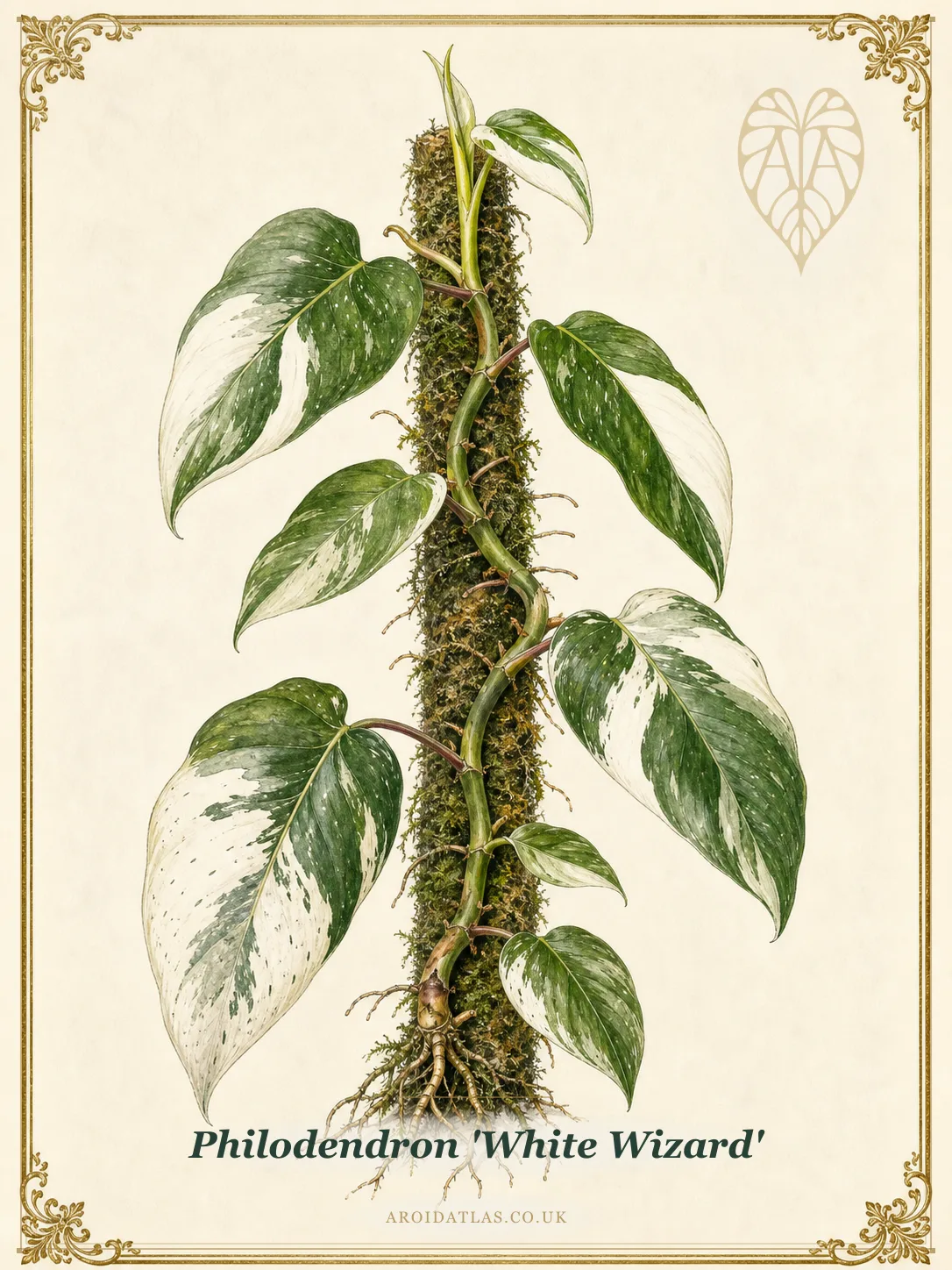 White Wizard Philodendron