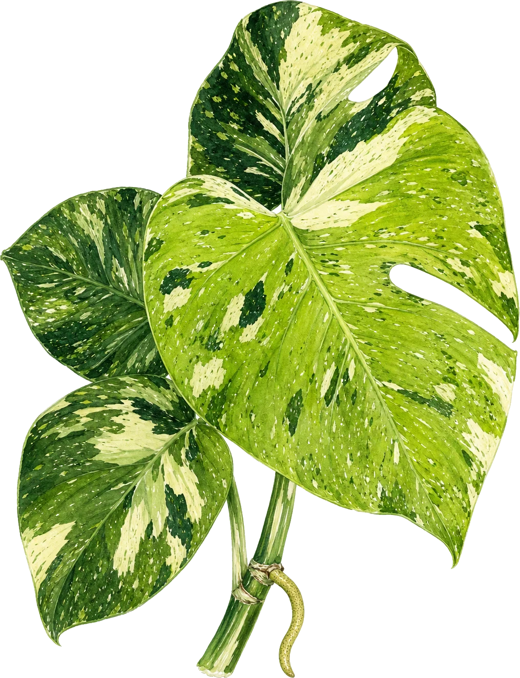Painted leaves of Monstera deliciosa 'Fission' on a short stem: lime-yellow and cream marbling over dark green, with the first fenestration slits.